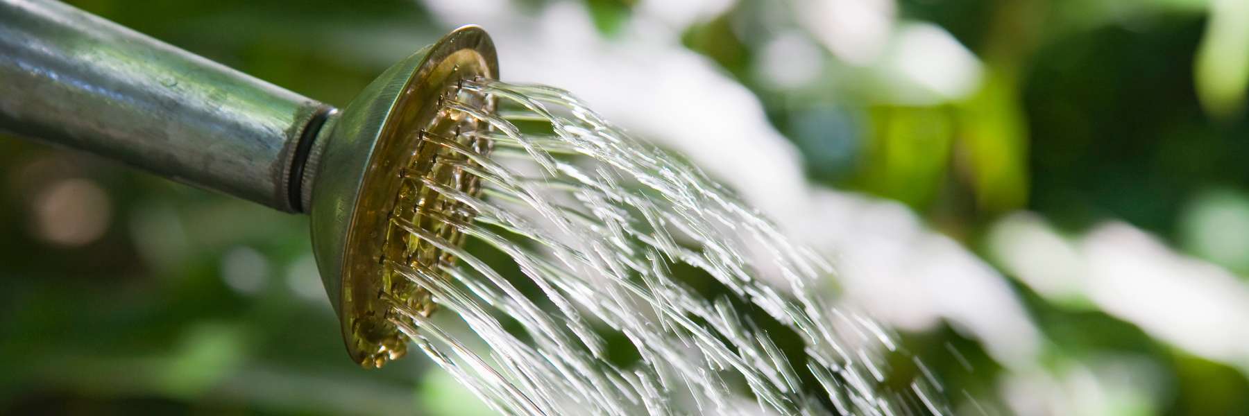 Handbewässerung mit Gießkanne, zeigt präzise Wasserzufuhr für optimales Pflanzenwachstum.