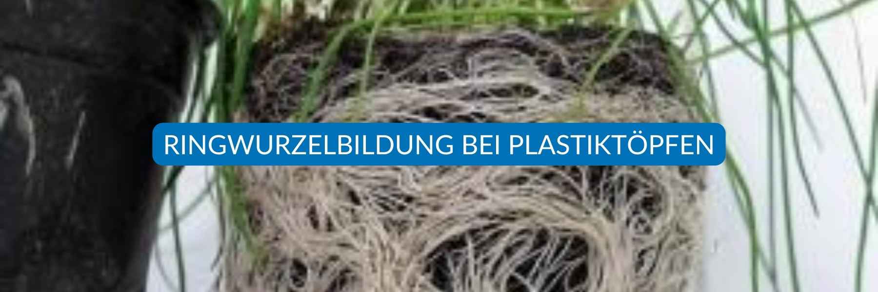 Ringwurzel die sich bei Plastik Töpfen bildet