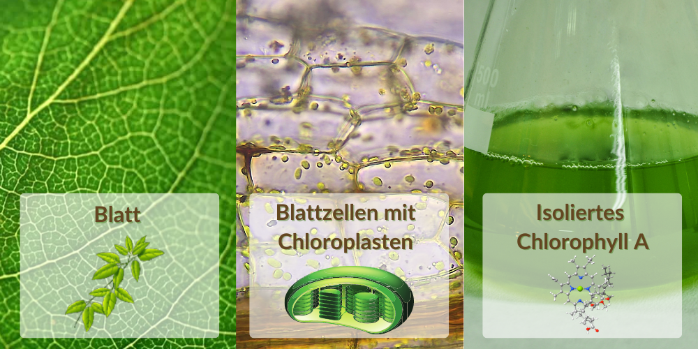 Absorbierbares Lichtspektrum von Pflanzen und welche Zellen das Licht verarbeiten.