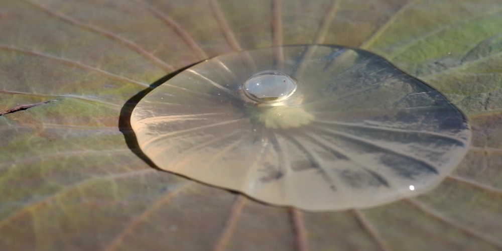 Lichtreaktion auf der Blattoberfläche. Die Blasen sind der Sauerstoff, der bei der Photosynthese entstehen.
