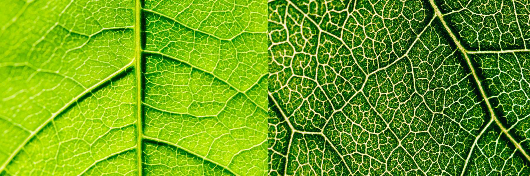 Blatt von unten unter dem Mikroskop gesehen