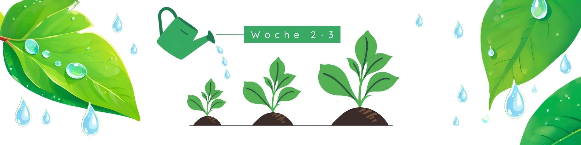 Grafik von einer Giesskanne die drei unterschiedlich grosse Keimlinge giesst