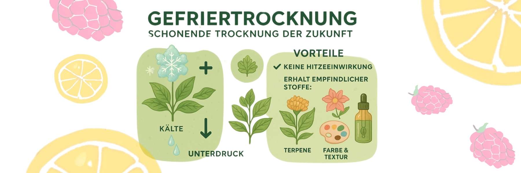 Infografik zum Gefriertrocknen
