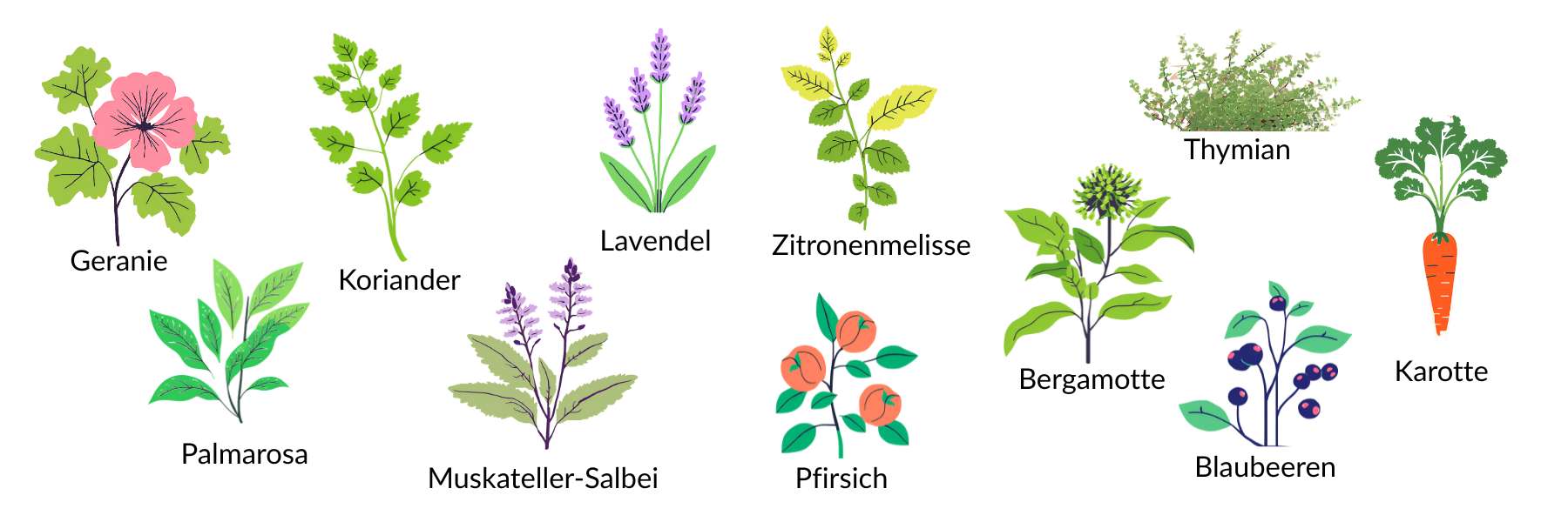 Grafik von Blumen mit Geraniol-Anteil