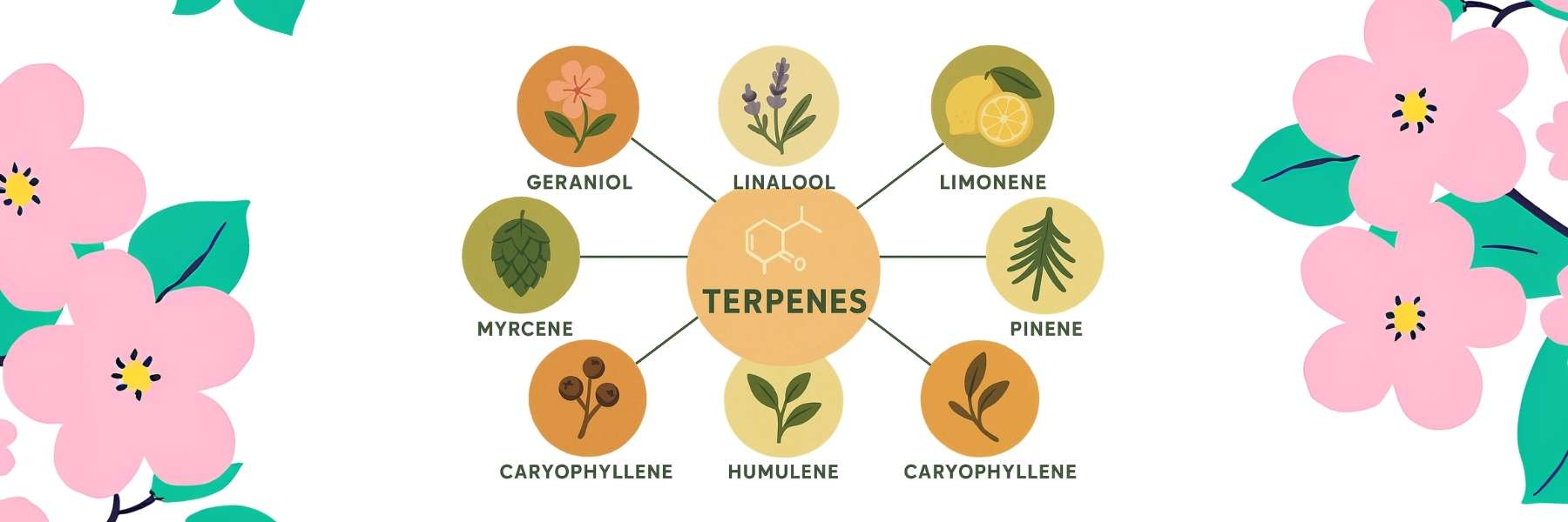 Grafik von Terpenen