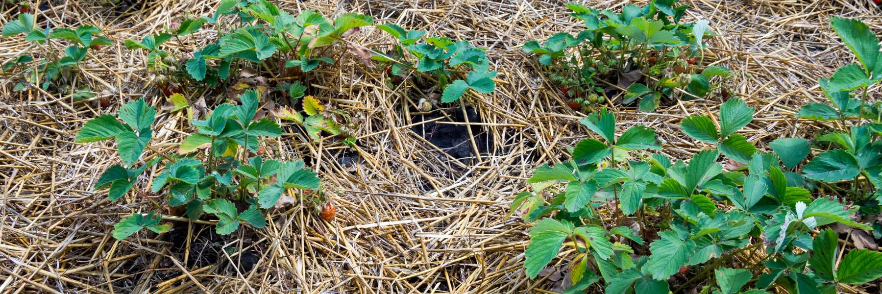 Eine Schicht aus Stroh über dem Erdboden von wachsenden Erdbeeren ausgelegt.