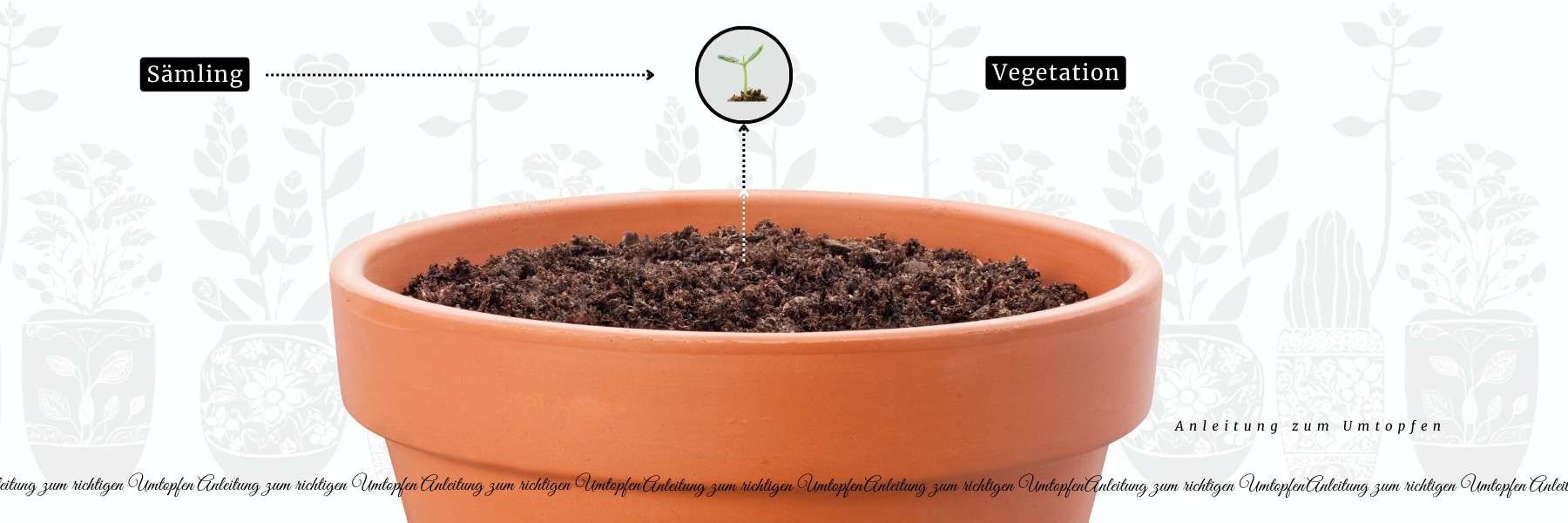 Grafik von einem Saemling und einem großen Blumentopf